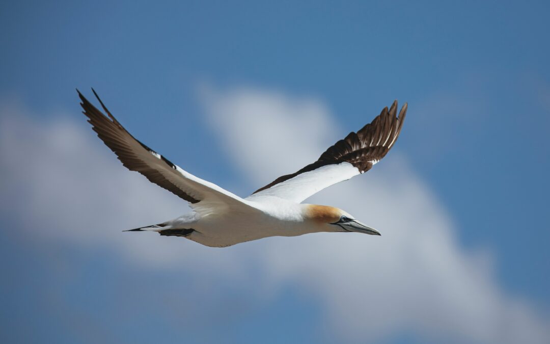 Moving Animals of Aotearoa